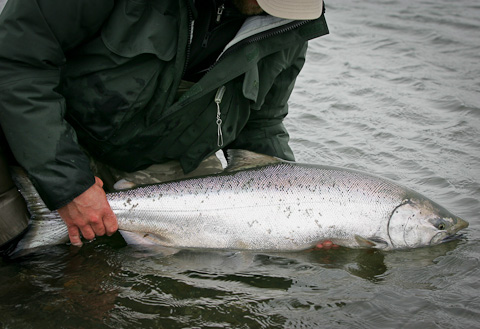 Alaska West King Salmon