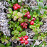 Thumbnail image for Merry Christmas