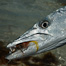Thumbnail image for Barracuda Flies for the Bahamas