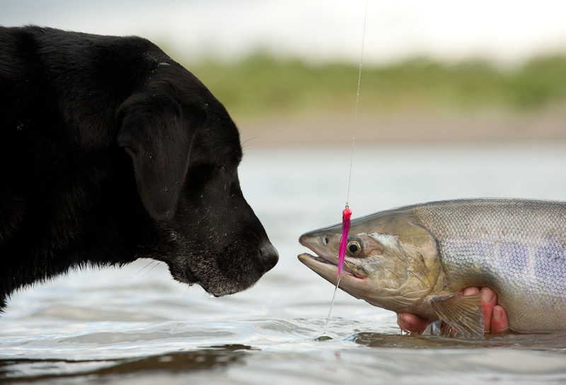 fish for dogs and fish fish for dogs and fish