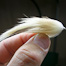 Thumbnail image for Trout Food: Flesh Fly