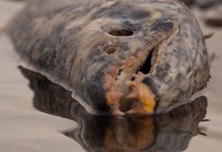 Salmon Flesh-1 Dinner! Photo: Cameron Miller