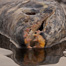 Thumbnail image for Trout Food: Salmon Flesh