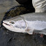 Thumbnail image for Dean River Steelhead Fly Selection