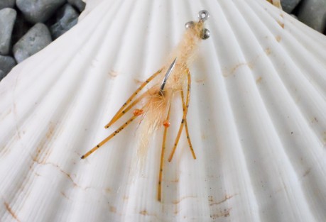 Veverka's Mantis Shrimp You need this one in your box. Photo: Bob Veverka