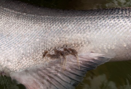 Sea Lice Lepeophtheirus salmonis. He's a picky parasite - he only likes salmon. Photo: Cameron Miller