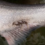 Thumbnail image for Sea Lice