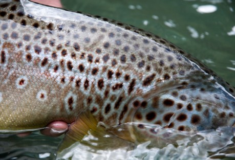 Chilean Leopard Brown Trout, maybe?