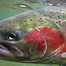 Thumbnail image for Fish Your Fly