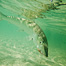 Thumbnail image for Underwater Bonefish