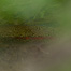 Thumbnail image for Trout Parts