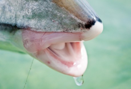"Hey buddy, come on down and catch me." Photo: Louis Cahill