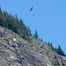Thumbnail image for Condors