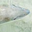 Thumbnail image for Bonefishing Week on GoFISHn.com