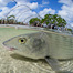 Thumbnail image for Bonefish and Mangroves
