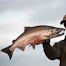 Thumbnail image for Silver Salmon Basics