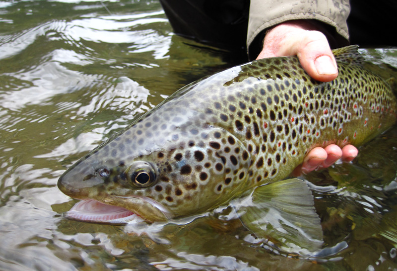 The Only Essential Trout Lures and Baits You Need