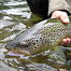 Thumbnail image for I’m a Brown Trout