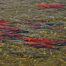 Thumbnail image for Save Bristol Bay