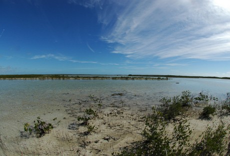 Reading Mangrove Flats Reading Mangrove Flats