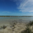 Thumbnail image for Reading Mangrove Flats
