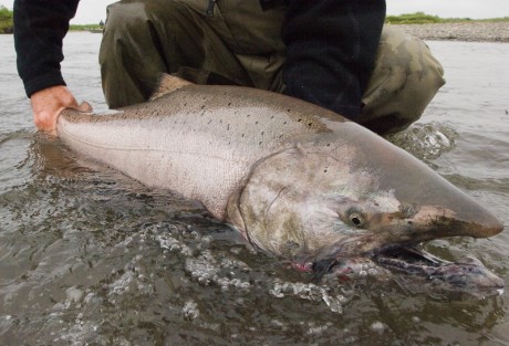 Scott Chinook Rod Scott King Salmon Rod
