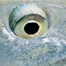 Thumbnail image for Idylwilde Flies for South Andros
