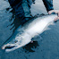 Thumbnail image for Just Another Chrome Silver