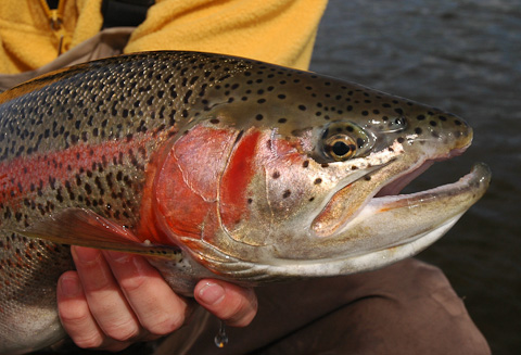Trout Fishing at Alaska West Trout Fishing at Alaska West