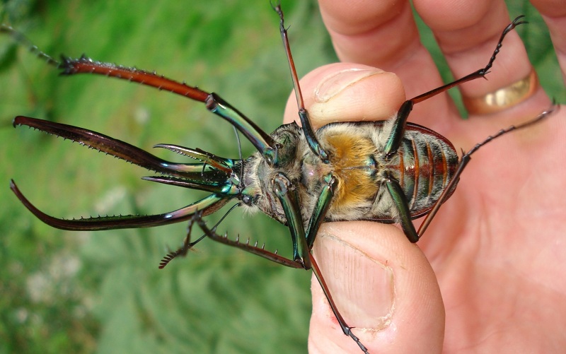 cantaria beetle fly pattern