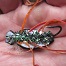 Thumbnail image for Cantaria Beetle Fly Evolution