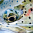 Thumbnail image for Here’s Lookin’ At You