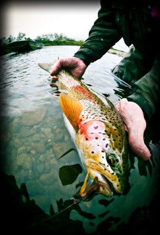 Rainbow Trout Tips