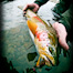 Thumbnail image for 5 Ways to Catch More Rainbow Trout
