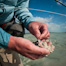 Thumbnail image for Rub Your Fly in the Sand