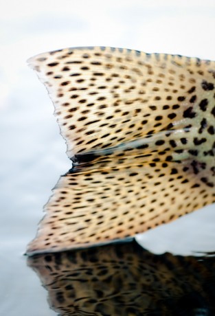 Trout Tail by Louis Cahill Photography