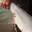 Thumbnail image for Leaders for Steelhead and Salmon