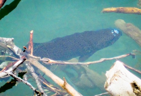 Rainbow Trout in Snag
