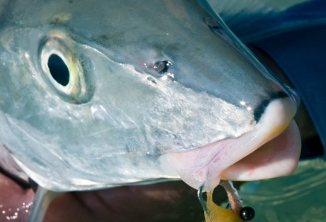 Bonefish - Louis Cahill Photography