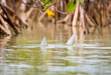 Tailing Bonefish - Hit on Head Tailing Bonefish - Hit on Head