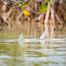 Thumbnail image for Tailing Bonefish – Hit ‘Em On the Head