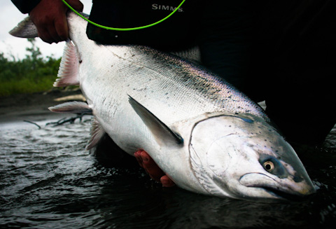 King Salmon
