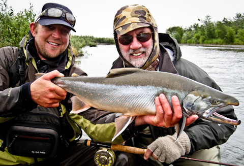 Dolly Varden