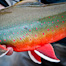 Thumbnail image for Wildest Fish Ever
