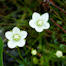 Thumbnail image for Flora of Western Alaska