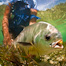 Thumbnail image for Permit Fly Presentation – Feeding Fish