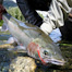 Thumbnail image for Setting the Hook – Steelhead and Salmon
