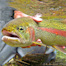 Thumbnail image for J.E.B. Hall’s Sculpin Rig