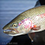 Thumbnail image for J.E.B. Hall’s Bead Rig