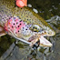Thumbnail image for Alaska Trout Fishing Pictures